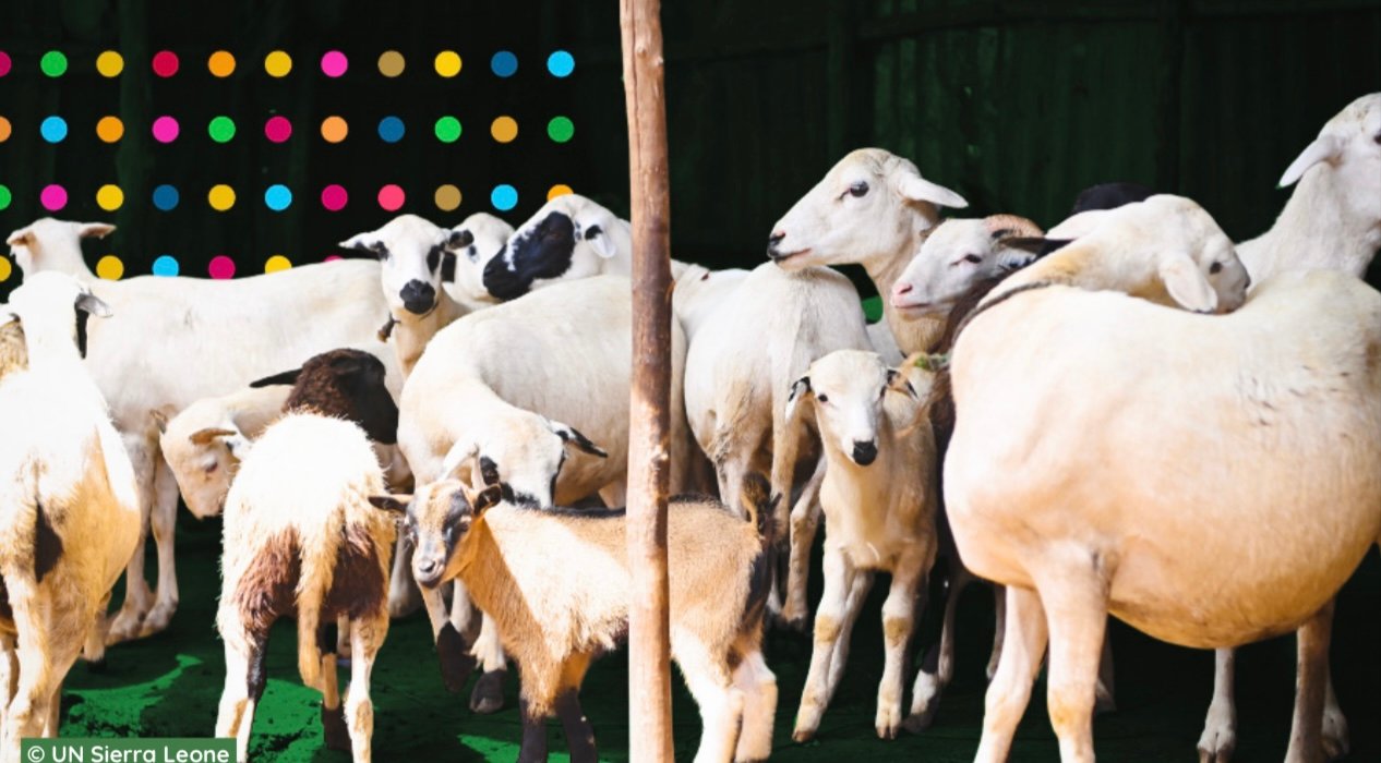 UN program boosts food security, rural economy in Sierra Leone