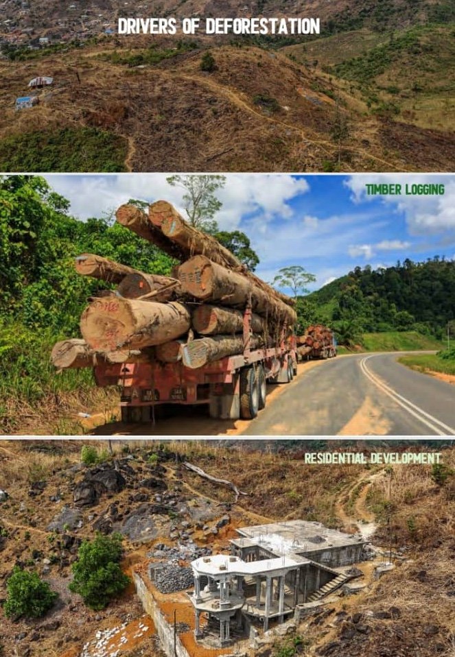 Minister launches 5m tree planting drive to check deforestation